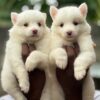 254c6c04-8f29-4e80-ae77-cf7d0ef1db73 Ehizdog