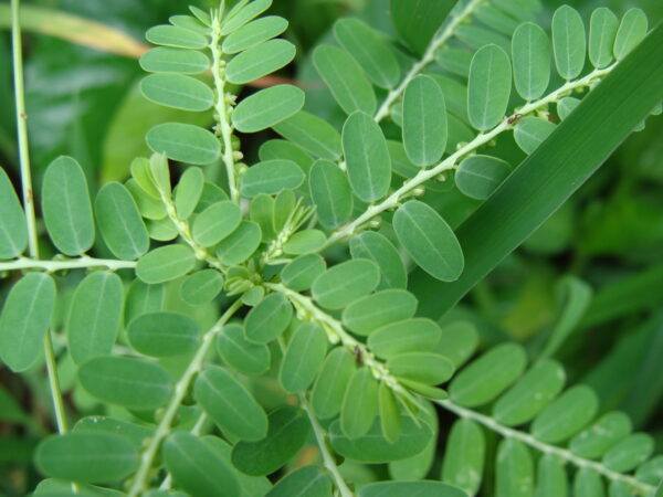 Stone Breaker (Phyllanthus niruri) for kidney