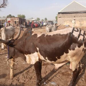 Charles Ekata cows
