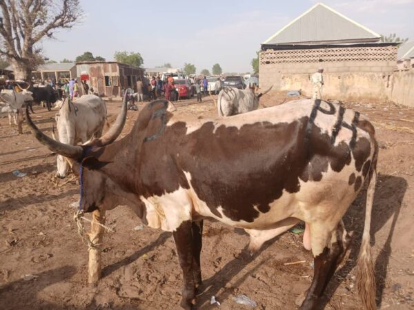 Charles Ekata cows